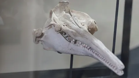 ฟอสซิลโลมาแม่น้ำขนาดยักษ์อายุ 16 ล้านปีในเปรู