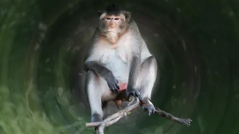 ลิงบางขุนเทียน EP.2 กทม.มึน ไร้งบสร้างกรง อุทยานฯ ไม่รับฝาก