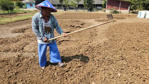 อาชีพนี้ชอบฤดูร้อน ลุงโพธารามนำมูลวัวตากแห้งขายรายได้งาม เพื่อนำไปทำปุ๋ยคอก