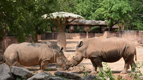 ปิดเทอมเที่ยวกัน สวนสัตว์ขอนแก่น ลดให้เด็กๆ 50% ชวนชมความน่ารักของแรดขาว