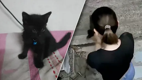 แจ้งจับแล้ว ป้าโหดข้างบ้าน วางยาเบื่อ หักคอน้องแมวตาย 2 ตัว (คลิป)