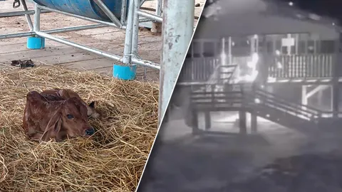 ระทึก ฟ้าผ่าลงกลางคอกแกะ ทีวีช็อต กล้องพัง เช้าแม่วัวตกลูก (คลิป) 