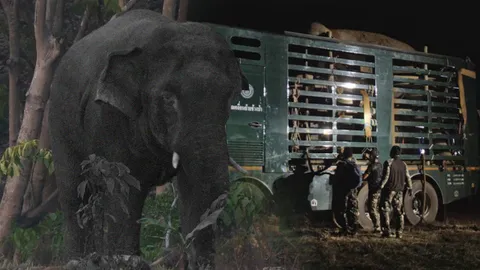 ภารกิจพากลับป่า ทางแก้ช้างป่าบุกบ้าน พังทรัพย์สิน กระทืบคนตาย (คลิป)