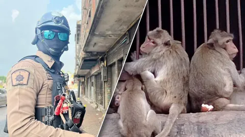 ชาวลพบุรีชื่นชม "หน่วยต่อต้านลิง" ผ่าน 3 วันได้ผล จ่อเพิ่มอาวุธปราบอีก