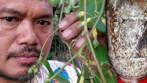 ใช้โหล ทำคอนโดไข่มดแดง หนุ่มสุรินทร์ ปิ๊งไอเดีย ต้นทุนต่ำ ราคาดี