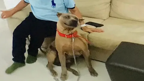 เปิดภาพนาที เจ้าเพิ่ม สุนัขพันธุ์ไทยขย้ำคอยายป่วยอัลไซเมอร์ (คลิป)