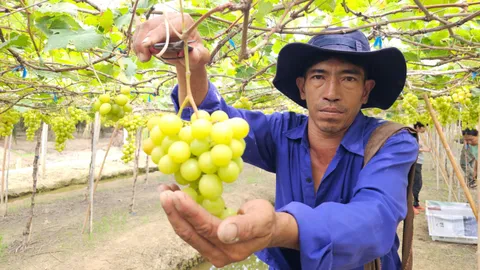 สวนองุ่นราชบุรี ปลูกพันธุ์ไชน์มัสแคทได้พร้อมขายแล้ว แม้ลูกเล็กมีเม็ดแต่รสไม่ต่าง