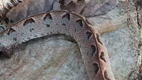 หนุ่มเล่าอุทาหรณ์ โดนงูฉกเฉี่ยวๆ ไม่ทันลงเขี้ยว สุดท้ายต้องนอนโรงพยาบาล