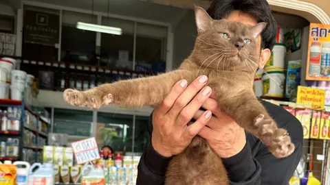 ตามหาเจ้าของ "แมวหล่อ" มาติดสาวที่ร้าน หากไม่มีใครรับ พร้อมยึดเป็นลูกเขย