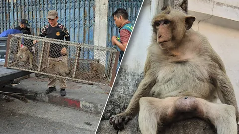 ปิดจ๊อบจับ "ลิงลพบุรี" 2 วัน ได้ 14 ตัว "ไอ้แหว่ง" รอด ยังเย้ยฉก กกน.