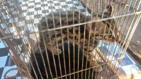 ชาวบ้านช่วยลูกแมวดาว อายุ 3 เดือน พลัดหลงกับแม่ ขณะหนีไฟป่า 