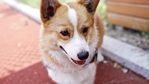 น่ารักตะมุตะมิ จีนเปิดตัวสุนัขตำรวจพันธุ์คอร์กี้ตัวแรก (คลิป)