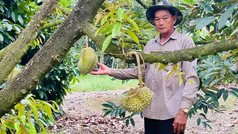 ยืนหนึ่งมาตลอด ทุเรียนเมืองจันท์ แม้ผลผลิตล่าช้า ยังการันตีคุณภาพส่งถึงปลายทาง 