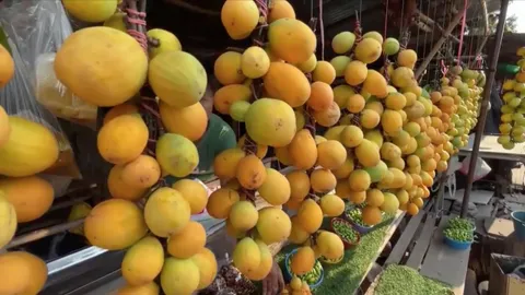 ชาวบ้านอุบลฯ เก็บลูกยางป่า ผลไม้ป่ามีเฉพาะฤดูร้อน ทำรายได้วันละ 700-800 บาท