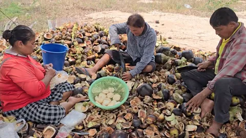 อากาศร้อนชาวนาอุทัยธานี หันมาขายตาลเฉาะ-น้ำตาลสด รายได้ดีวันละ 2 พันบาท