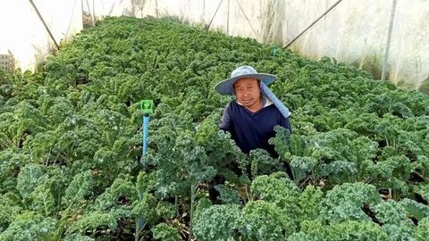 ผักเคลแม่แจ่ม