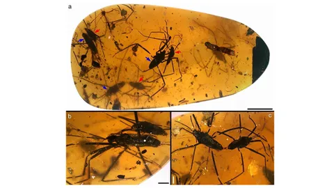 อำพันชี้การผสมพันธุ์สัตว์ยุคครีเตเชียส