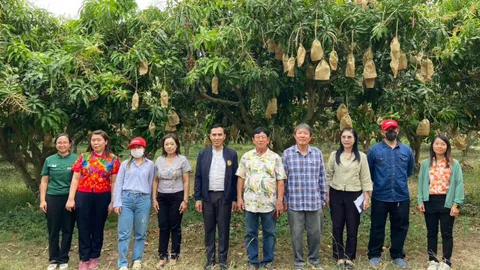 รองผู้ว่าฯ เชียงใหม่ พาตัวแทนห้างดัง สำรวจสวนมะม่วง อ.พร้าว เพื่อเชื่อมโยงผลผลิต