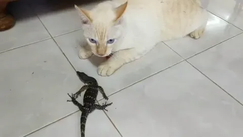 มีทุกวันไม่ซ้ำตัว ทาสหัวจะปวด แมวแสบคาบ "ลูกตัวเงินตัวทอง" มาเล่นถึงในบ้าน