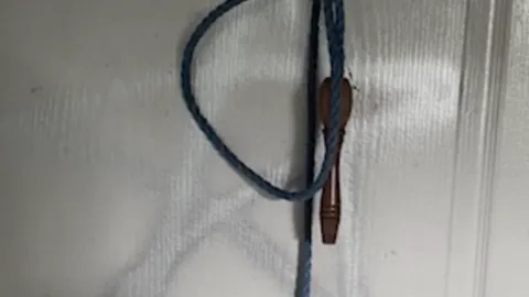 สะเทือนใจคนรักสัตว์ สาวอ้างป่วยจิตเวช โพสต์คลิปจับแมวแขวนคอ-ผ่าท้อง