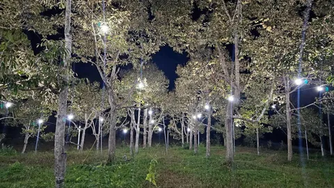 เริ่มฤดูเปิดไฟในสวนทุเรียนยะลา ล่อผีเสื้อป้องกันหนอนเจาะเมล็ดฯ