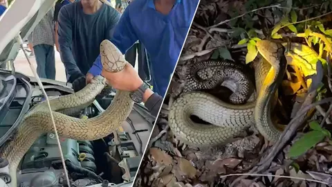 ปล่อยแล้ว จงอางยักษ์ให้โชค ซุกรถทะเบียน 79 ทำคนถูกหวยทั้งหมู่บ้าน (คลิป)