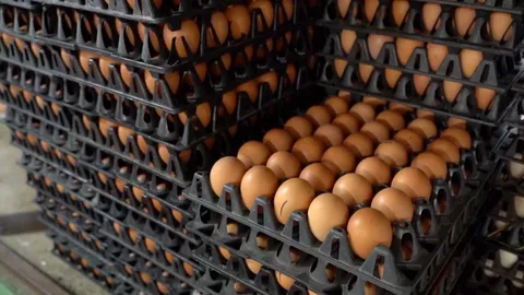 ไข่ไก่ขึ้นแผงละ 6 บาทตามประกาศ ร้านค้าที่ชัยนาทยังราคาเดิมเพราะมีสต๊อกเก่า