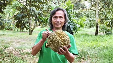 เยี่ยมสวนทุเรียนโบราณ "เม็ดในยายปราง" ที่จันทบุรี เปิดขายออนไลน์ออเดอร์แน่น