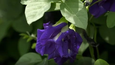 กรมส่งเสริมการเกษตร แนะนำอัญชัน "เทพรัตนไพลิน 63" มากสรรพคุณ ปลูกง่ายโตเร็ว