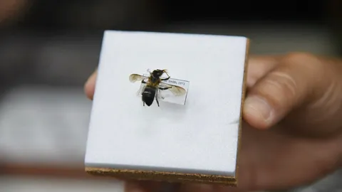 ครั้งแรกในไทยพบ "ผึ้งหลวงหิมาลัย" ที่อุทยานฯดอยผ้าห่มปก อ.ฝาง จ.เชียงใหม่