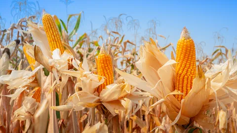 ข้าวโพดจีเอ็มโอ..ปลอดภัย?