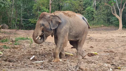 เตรียมย้าย "พลายไข่นุ้ย" ตัวตึงกรุงชิง ไปคอกบริบาลช้าง ภายในเดือน พ.ค. นี้