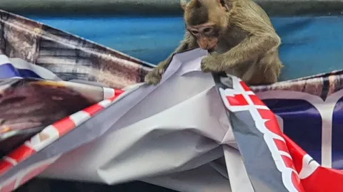 ไม่ยอมเหมือนกัน "ลิงลพบุรี" รวมกำลังพล ลุกออกมารุมทำลายป้ายประท้วง