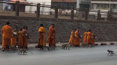 ลิงลพบุรีป่วนพระ-เณร ยังโดน ถูกแย่งของกิน ถึงกับบาตรร่วง ยกเลิกเส้นทาง