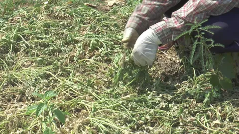 โคราชแดดแรงร้อนจัด ขึ้นฉ่ายเฉาตายยกแปลง เสียหายเป็นแสนราคาพุ่ง กก.ละ 160