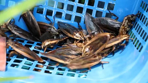 แม่ค้ากับข้าวเลี้ยงแมงดานา นำมาแปรรูปเป็นแจ่วบอง สร้างรายเดือนละ 3-4 หมื่น