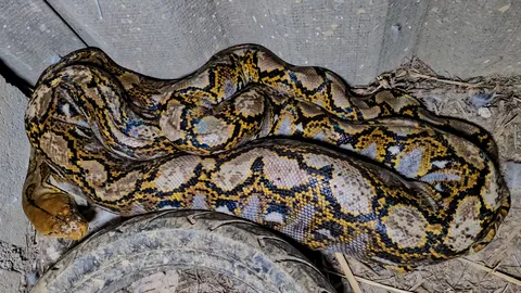 เจ้าของเศร้า "งูเหลือม" เขมือบแม่พันธุ์เป็ดแสนรัก ที่ถ่ายรูปเล่นกันทุกวัน