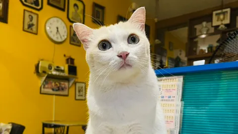 เอ็นดู "น้องมะรุม" แมวขายลอตเตอรี่ขวัญใจร้านกาแฟ กะพริบตาเชียร์ "เลขเด็ด" ให้ลูกค้า