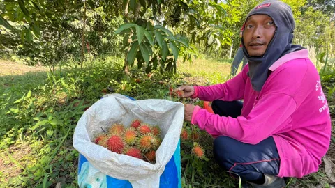 ชาวสวนตราดเร่งเก็บเงาะสีทองขายตลาด ราคาลง กก.ละ 22 บาท หลังเคยพุ่งแตะ กก.ละ 100