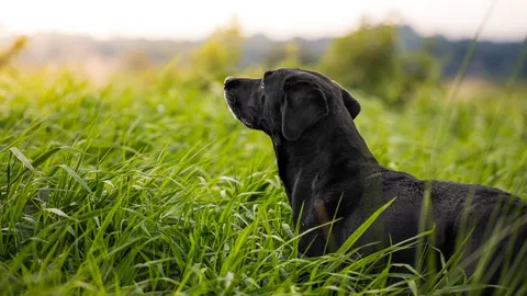 แน่หรือ? โง่เหมือนหมา