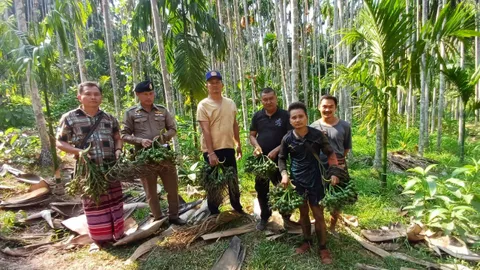  หมากชายแดนอุ้มผางราคาดี ฝากรัฐหาตลาดระบายหมากแห้ง กวดขันหวั่นหมากพม่าสวมสิทธิ์ 