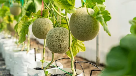 พลิกนาลาดบัวหลวง ปลูกเมล่อนครบวงจร