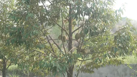 อุทัยธานีแล้ง สวนทุเรียน อ.ห้วยคตกำลังยืนต้นตาย เจ้าของเผยปีที่แล้วก็หนัก 