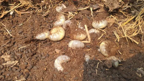 ป้าคนพะเยา เพาะเลี้ยงด้วงกว่างในกองฟาง ปล่อยโตตามธรรมชาติ เอาขี้ทำปุ๋ยใส่พืชผัก