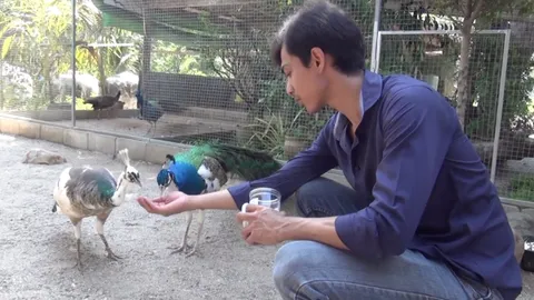 หนุ่มสตูลทำฟาร์มเพาะไก่ฟ้าและนกยูง ขายได้ทำเงินแสน หวังเป็นสัตว์เศรษฐกิจใหม่