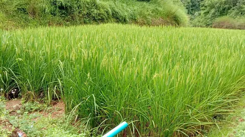 เฮงาะเลอทิญบ้านป่าแป๋ คุณประโยชน์ข้าวคับหม้อ