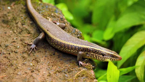 ทำนายฝัน ฝันเห็นจิ้งเหลน คนฝันมีเกณฑ์เสียทรัพย์ โชคลาภเป็นศูนย์