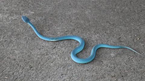 เจ้าของบ้านตะลึง พบ "งูทิฟฟานี่บลู" ใต้โคนต้นพุทรา แจ้งกู้ภัยให้มาช่วยจับออก