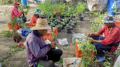 มะขามเปรี้ยวฝักใหญ่ แนะนำวิธีปลูกทำเงิน