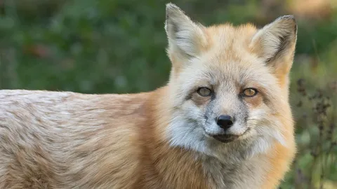 ดูให้ดีก่อนเก็บมาเลี้ยง